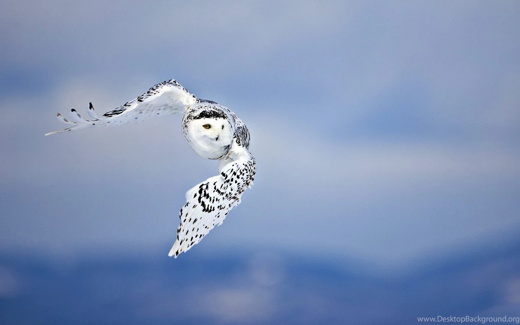 77 Snowy Owl HD Wallpapers
