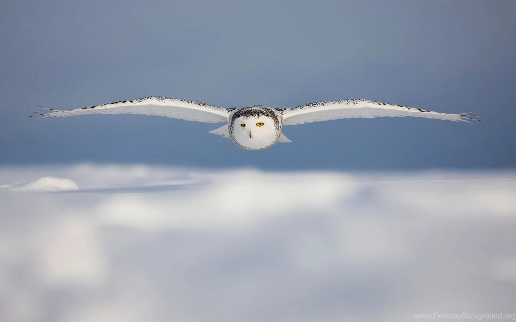 Snowy Owl Wallpapers Wallpapers Cave