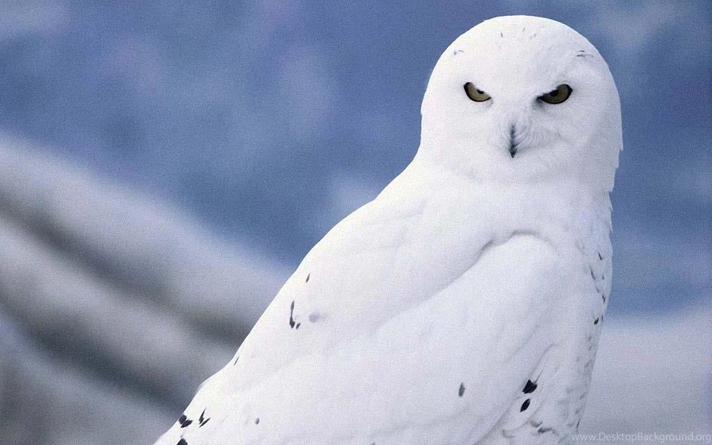 Snowy Owl Wallpapers