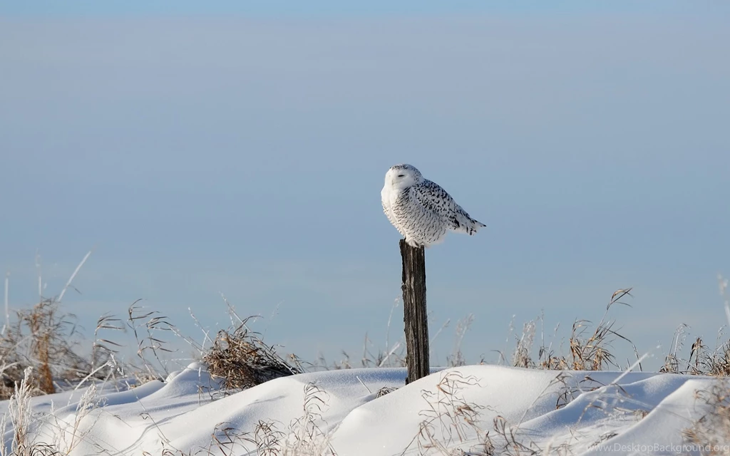 Snowy Owl Left Stranded Desktop Backgrounds HD 1920x1200
