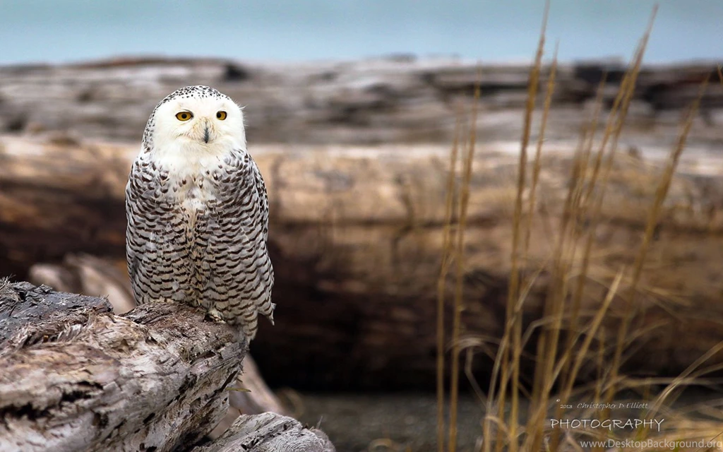 Natural Snowy Owl Wallpapers, HD Wallpapers Downloads