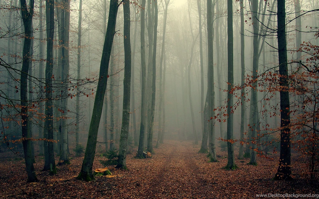 Landscape Nature Tree Forest Woods Autumn Fog Wallpapers ...
