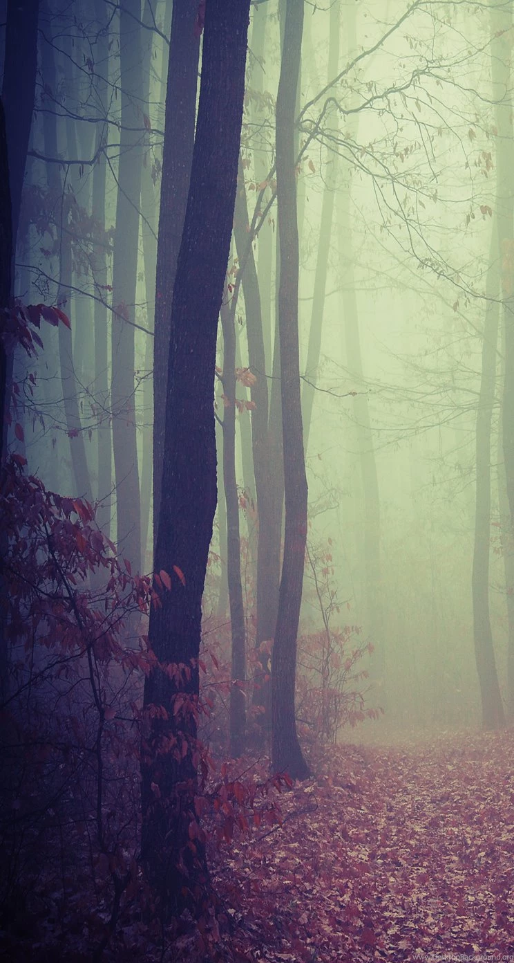 Foggy Woods iPhone 5 Parallax Wallpapers (744x1392)