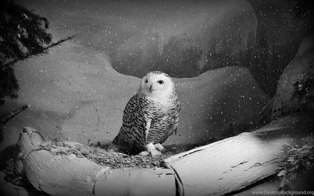 Snowy Owl Art Desktop Backgrounds HD 2560x1600