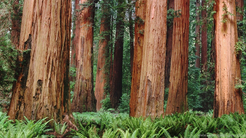 Download 2560x1440 Ferns Around The Tall Woods Wallpapers