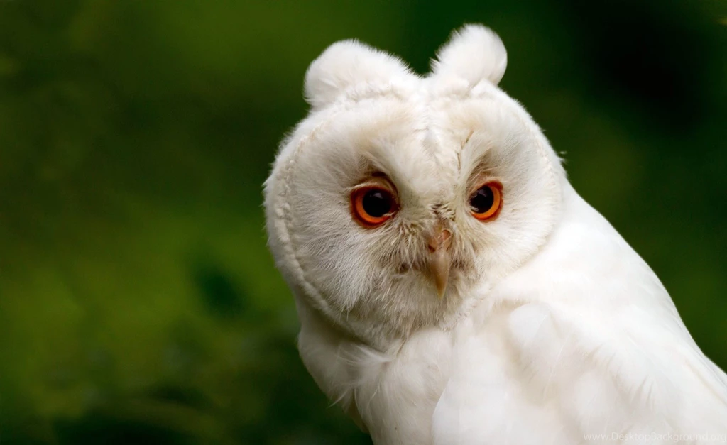 Pure White Snowy Owl Desktop Backgrounds HD 1920x1176