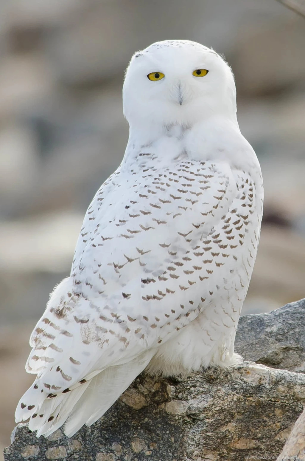Nice Animals Desktop Backgrounds: Snowy Owl HD