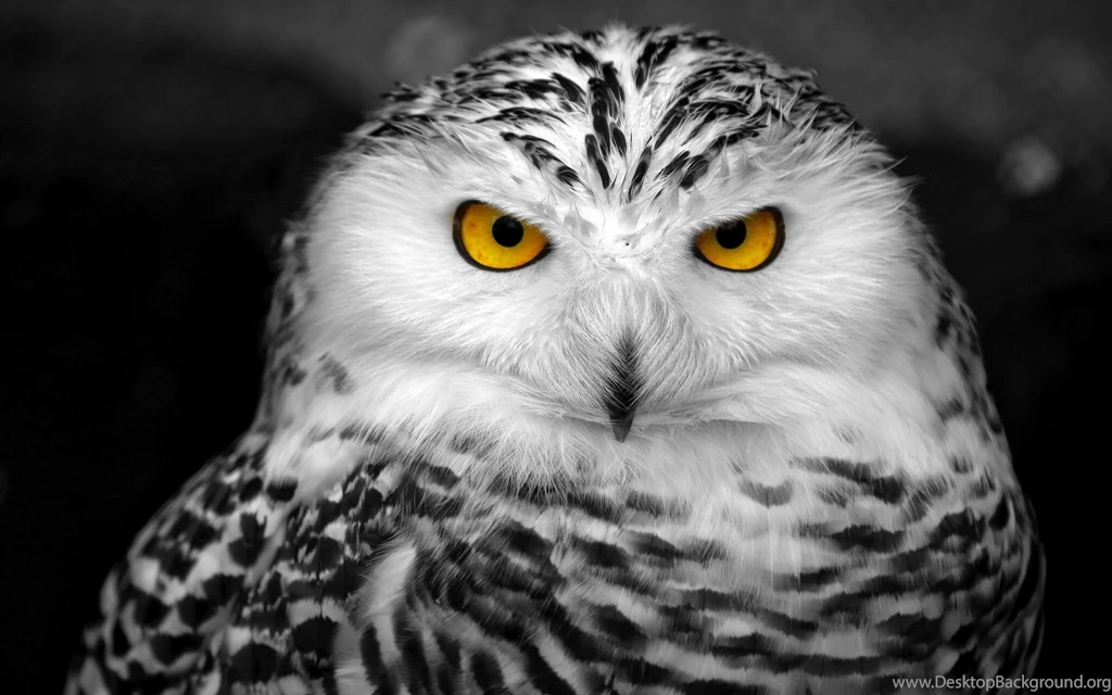 Snowy Owl Wallpapers