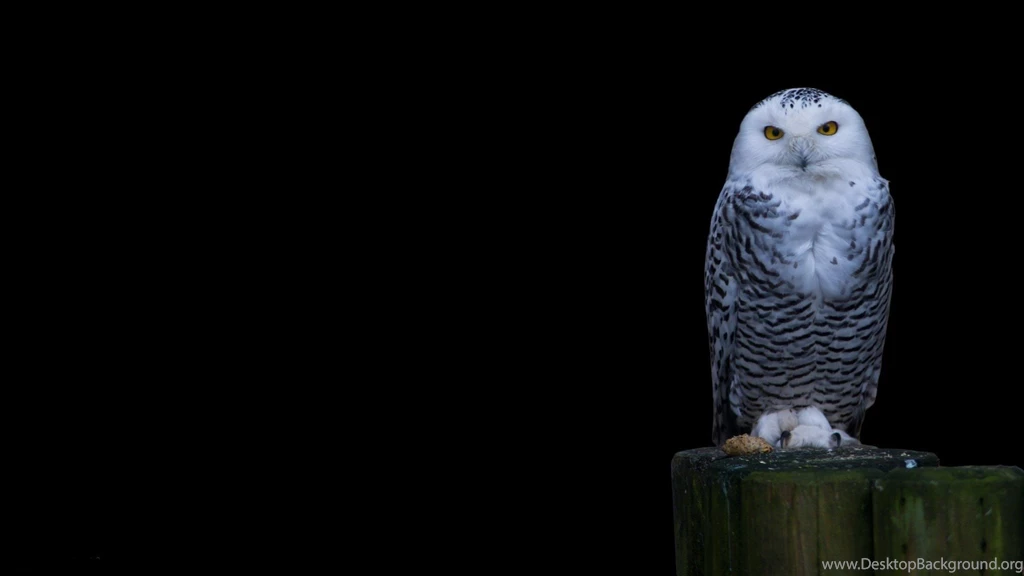 Birds: Snowy Owl Zwierzeta Ptaki Sniezna Sowa Niena Full HD Animal ...