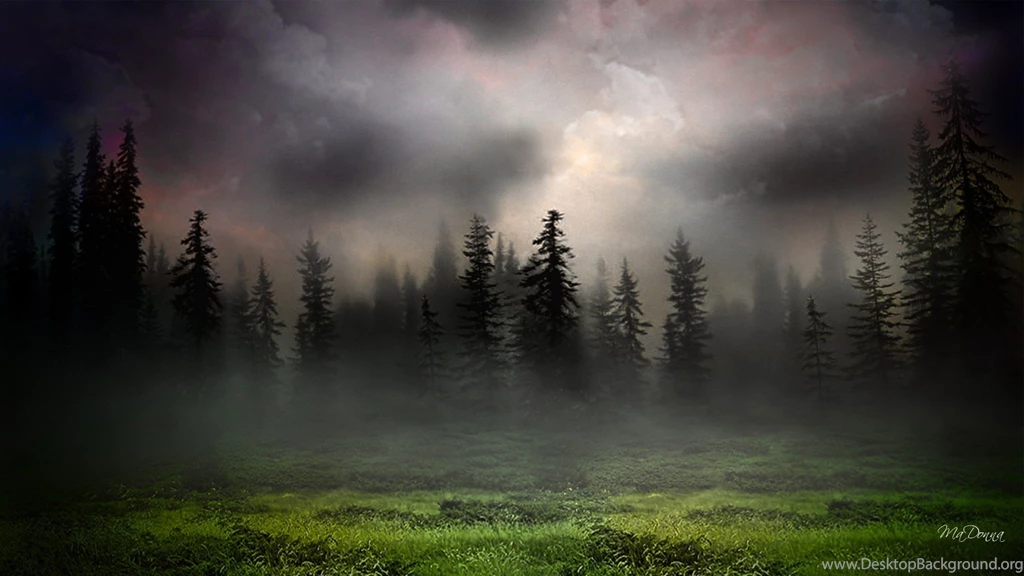 Sunrise In Foggy Woods Wallpapers