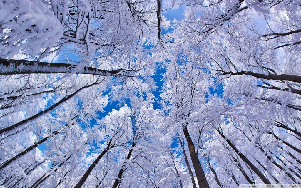 Looking Up Through Trees, Winter HD Desktop Wallpapers : High ...