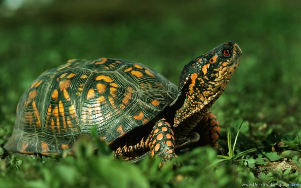Cute Turtle Wallpapers Wallpapers