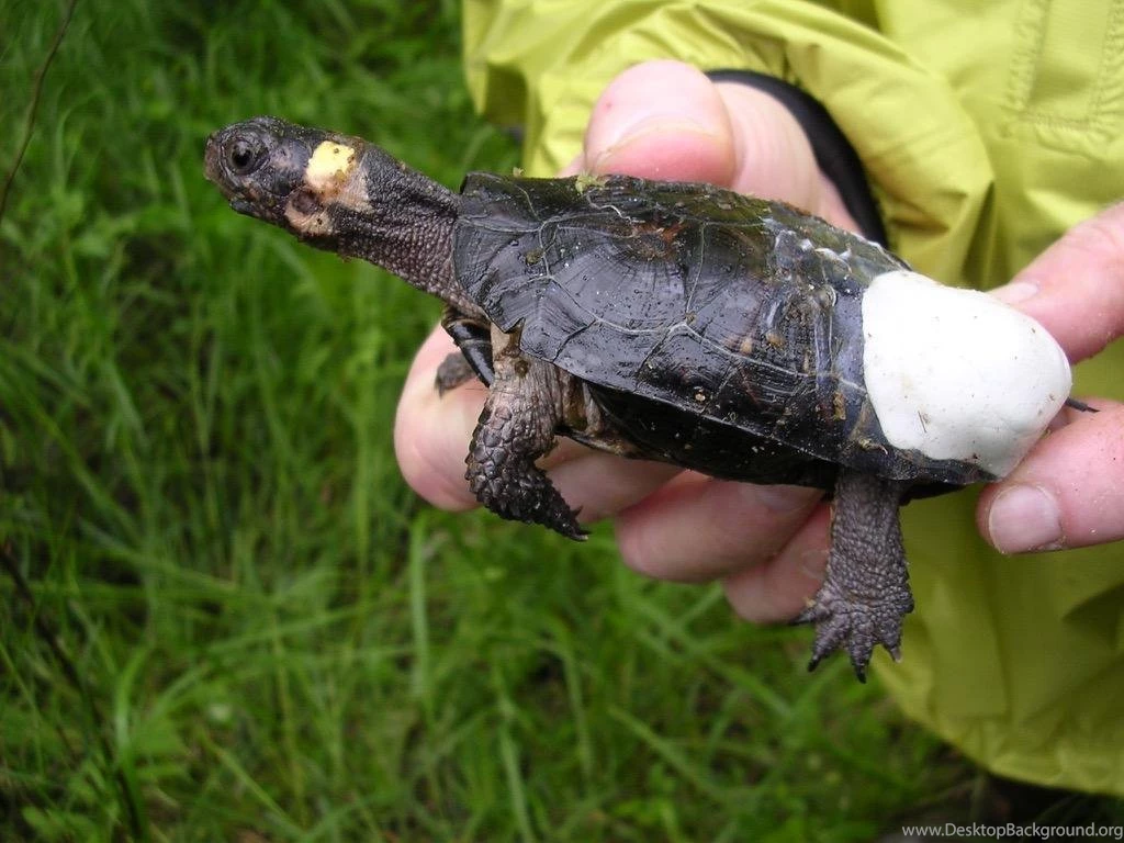 Cute Baby Turtles Wallpapers Android Apps On Google Play