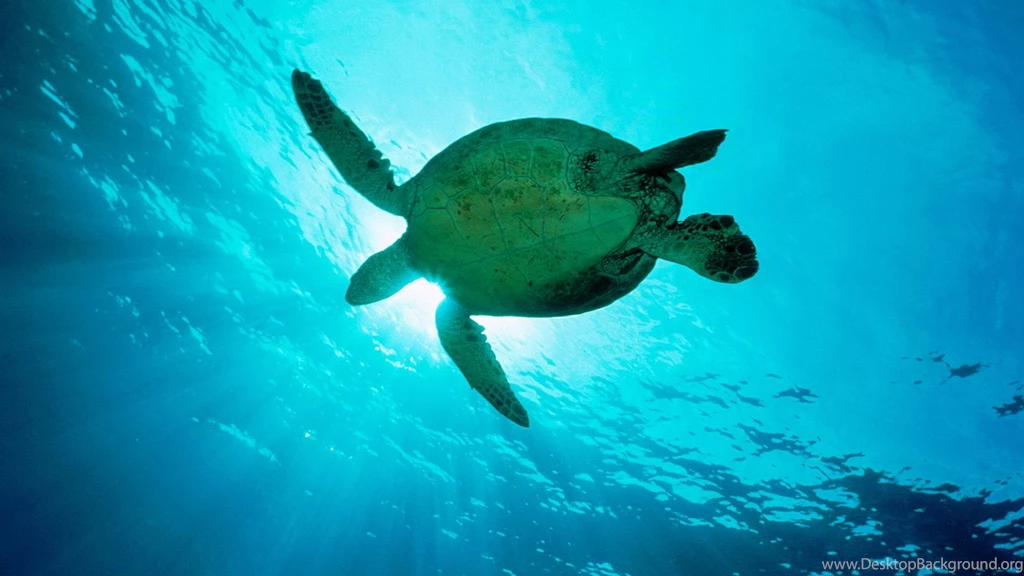 Cute Turtle Wallpapers Desktop Backgrounds – Wallpapers