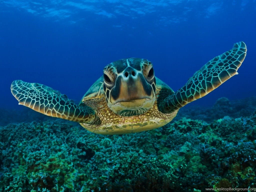 Turtle Wallpaper Backgrounds – Wallpapers