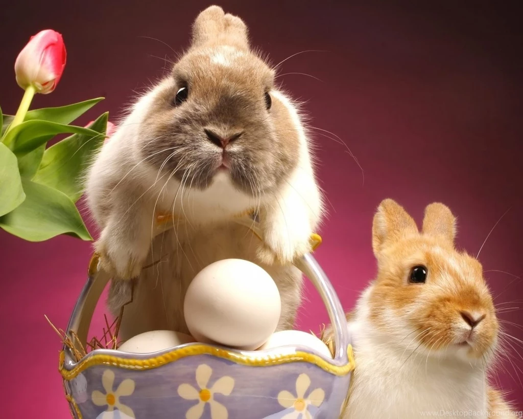 1280x1024 Cute Bunnies Snapshot Desktop PC And Mac Wallpapers