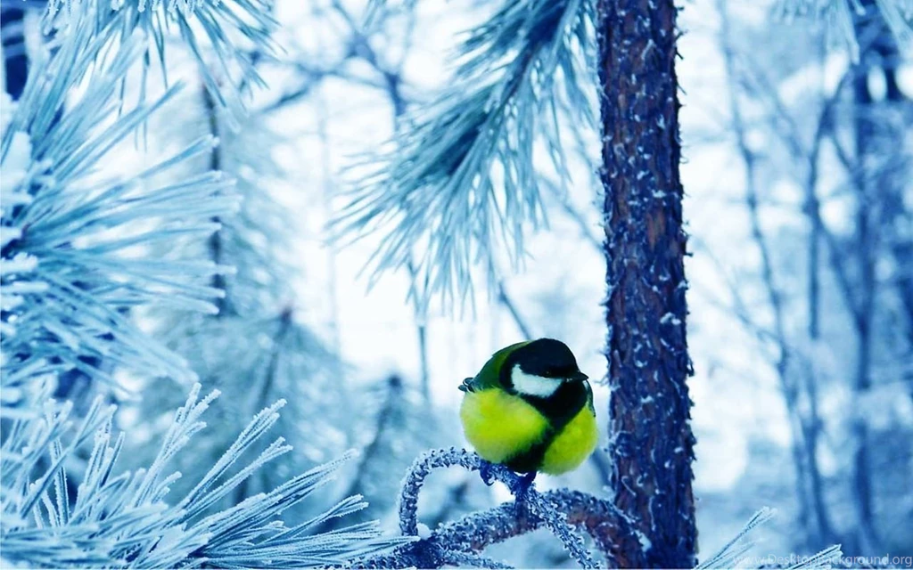 Snowfall Forest Live Wallpapers Android Apps And Tests AndroidPIT