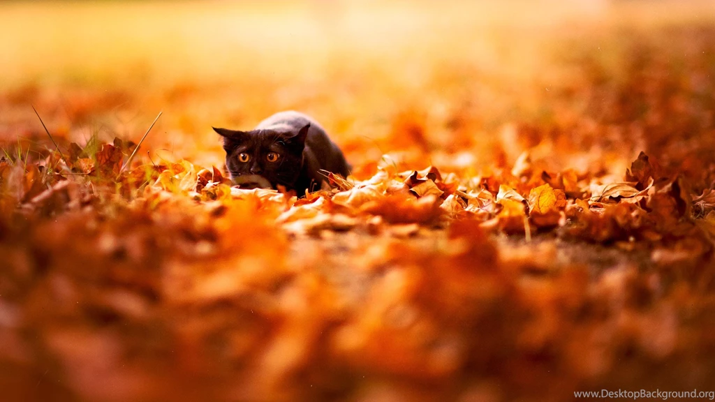 Autumn Leaves