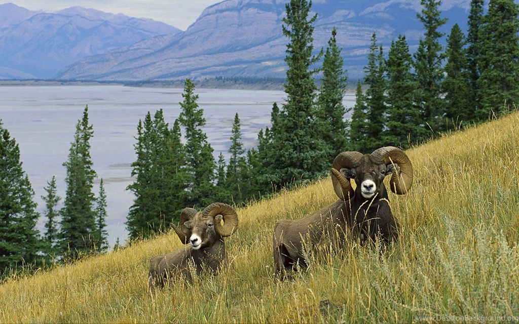 Wildlife Photography Wallpapers 8 － Animal Wallpapers   Free ...