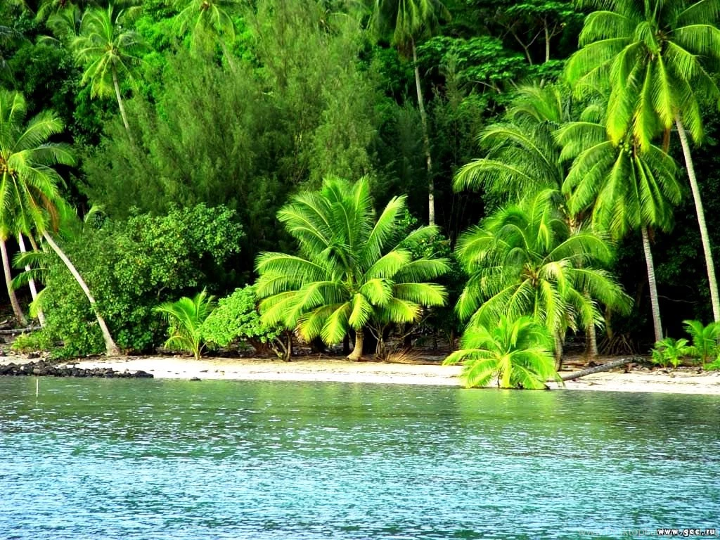 Wallpapers Nature Beach Photos Of Free Wildlife Wallpapers Nature ...
