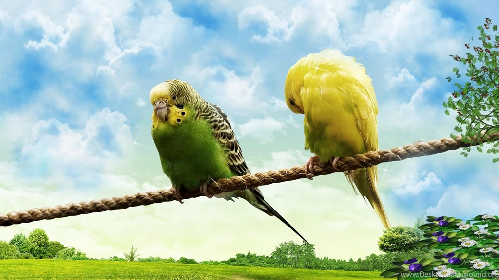 Wildlife Photos Lovebirds Pictures PC Wallpapers Free Downloads ...