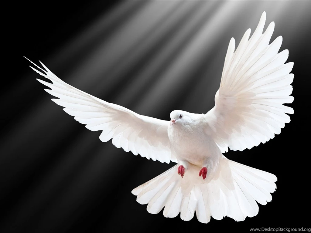 Dove Scale Wings Light Bird Photography HD Wallpapers 1200x900 ...