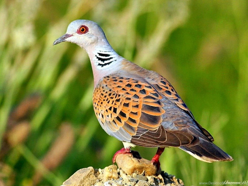 Beautiful Dove Bird Wallpapers