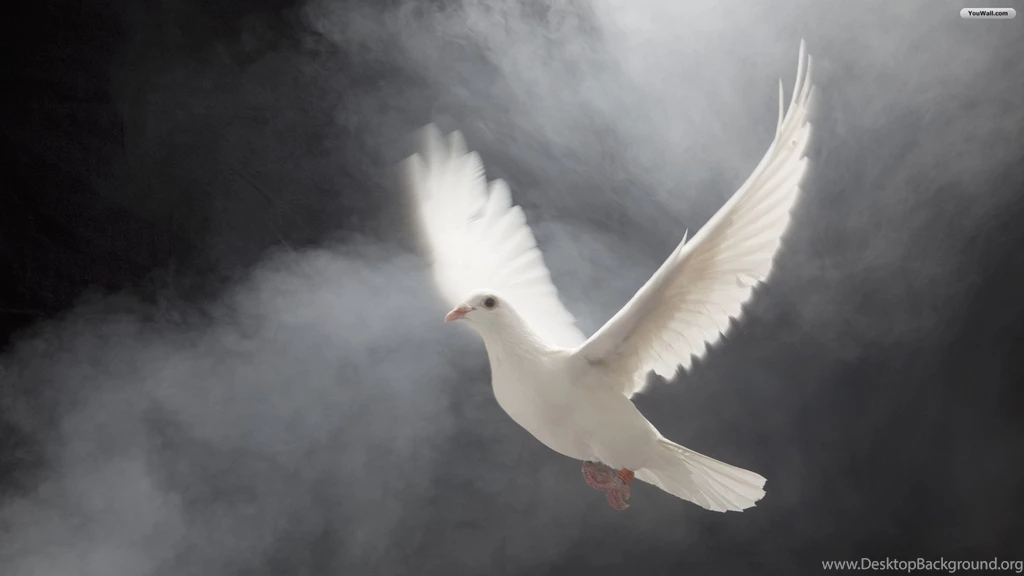 YouWall   White Dove Wallpapers   Wallpaper,wallpapers,free ...