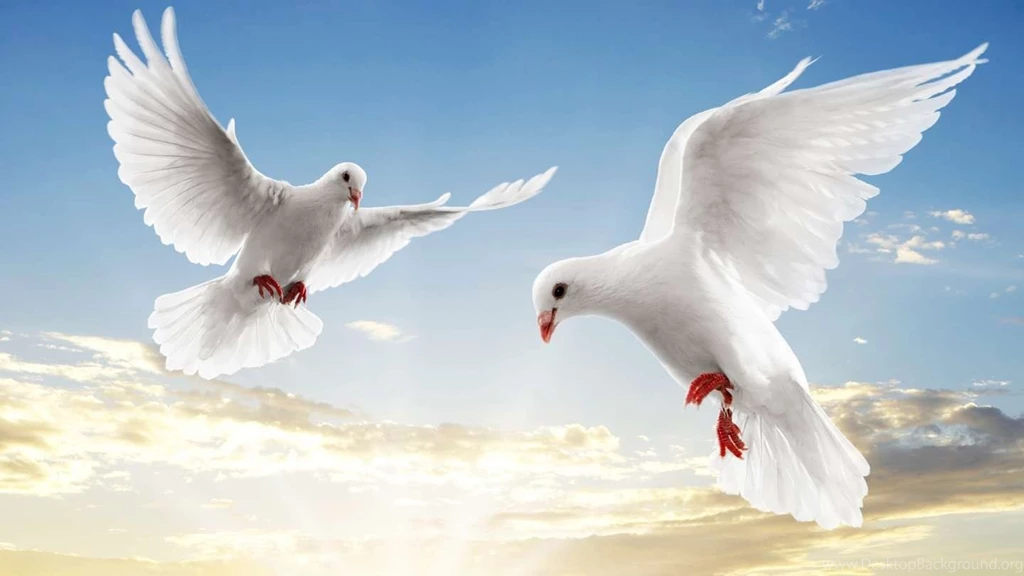 Dove Bird Wallpaper.