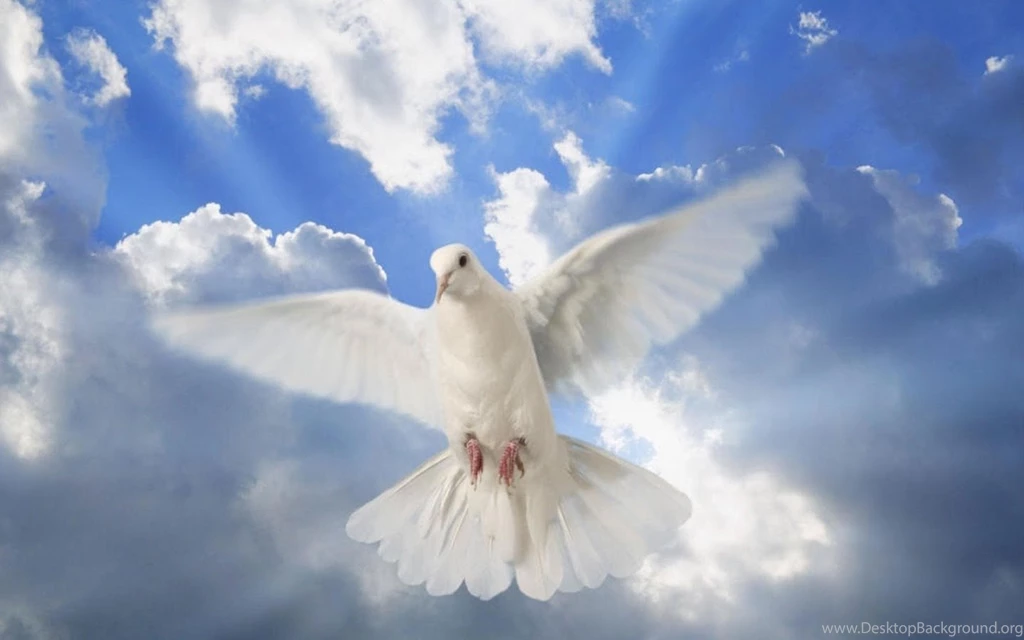 Dove Live Wallpapers Android Apps On Google Play