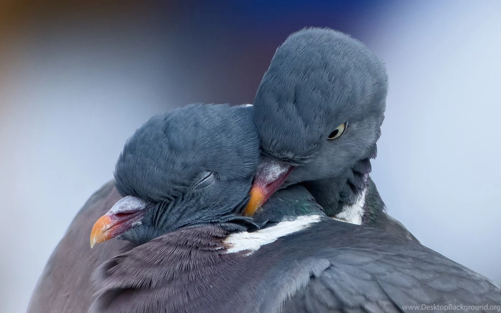 Two Cute Dove Doing Romance HD Bird Photos