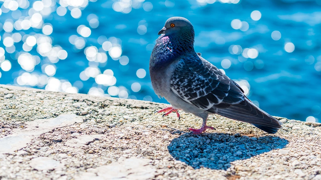 Bird Pigeon Dove London Uhd Wallpapers Ultra High Definition ...