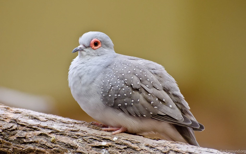 Dove Bird HD Wallpapers FreeWallsUp