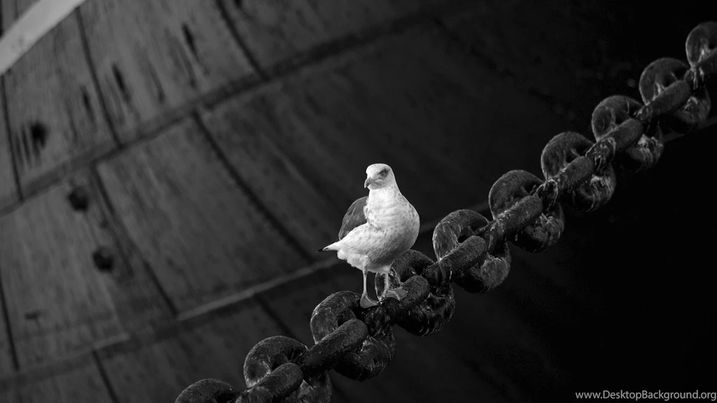 Full HD 1080p Dove Wallpapers HD, Desktop Backgrounds 1920x1080