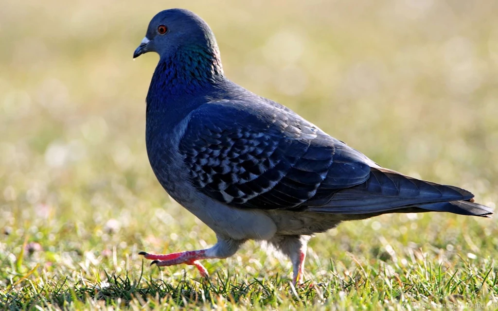 Dove Nice Hd Wallpapers