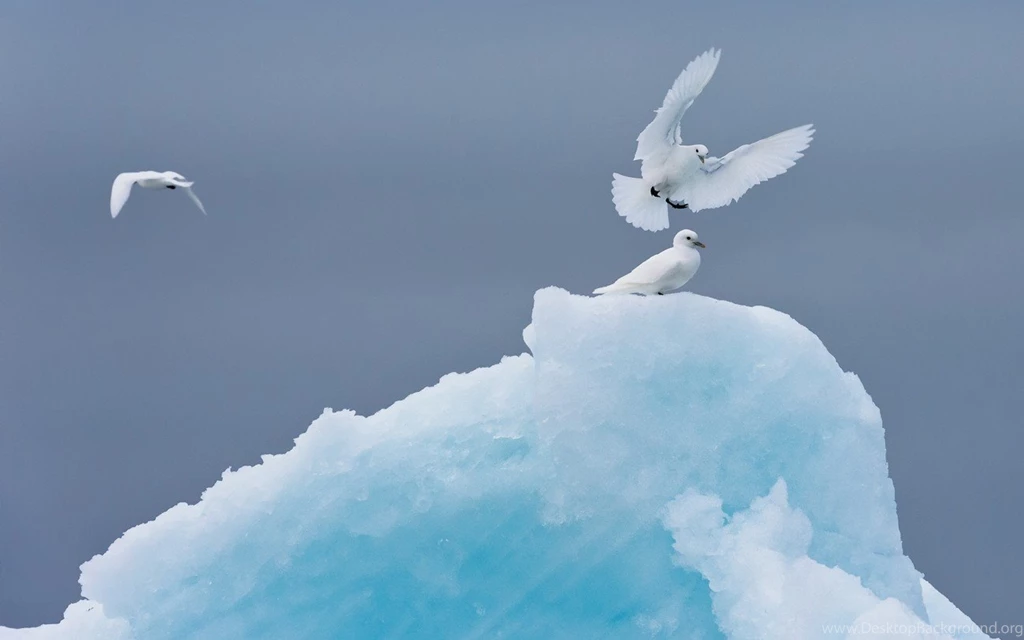 Cats: White Dove Animals Bird Wallpapers Wide For HD 16:9 High ...
