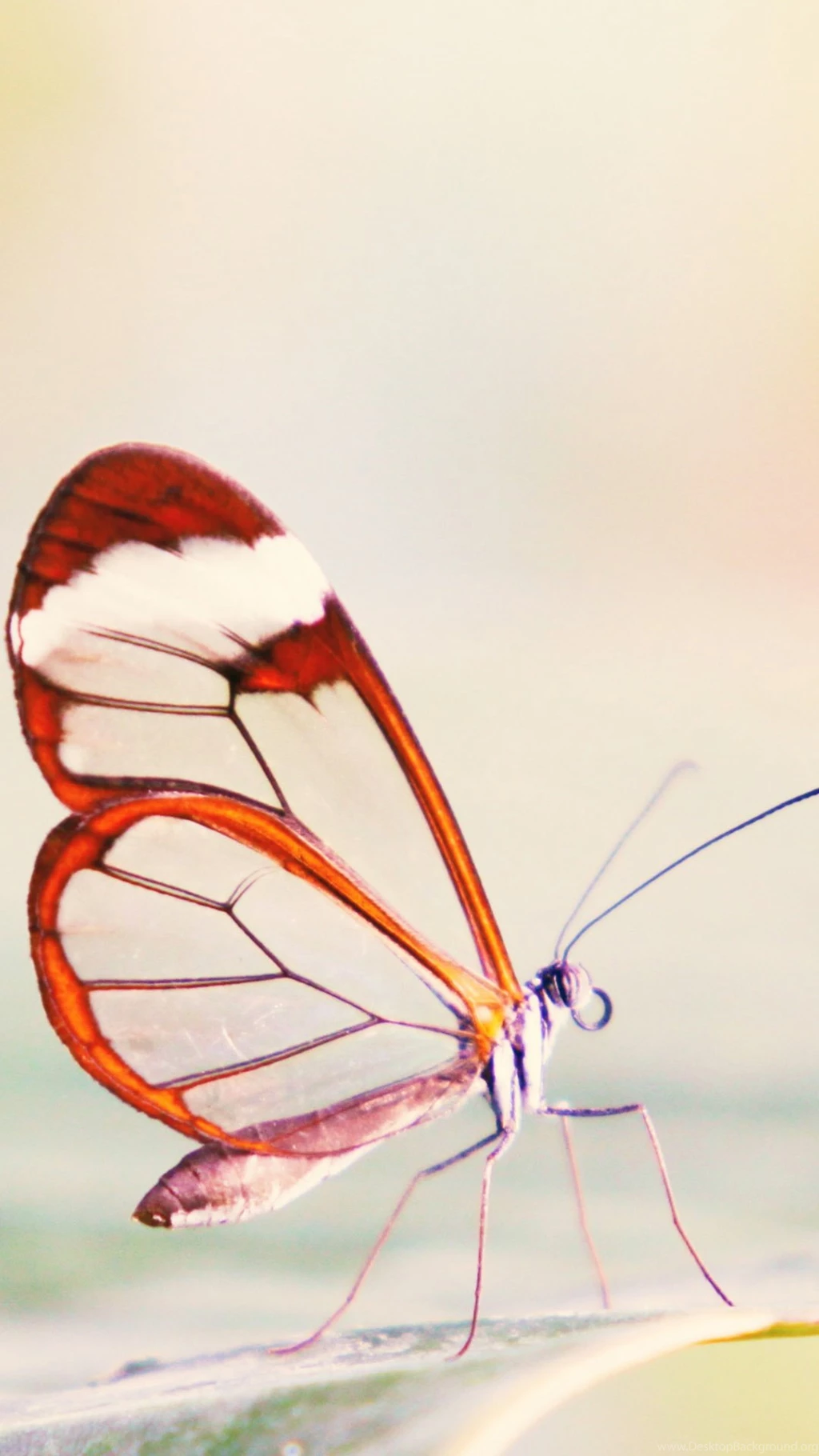 Cute Android Wallpapers