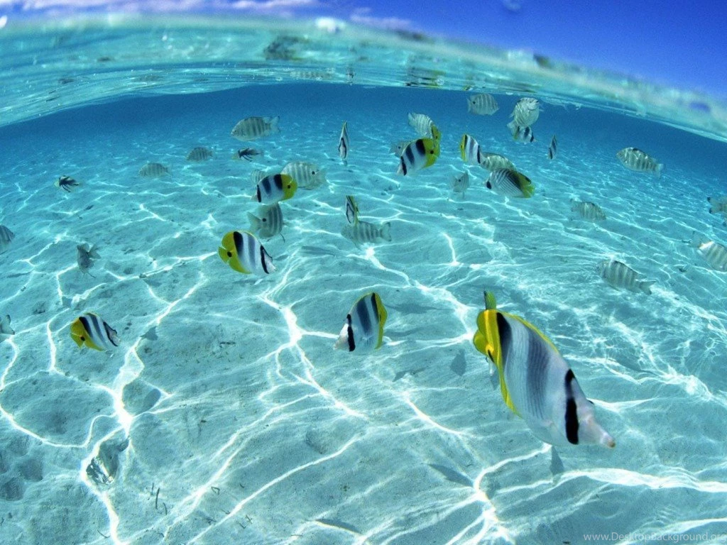 Underwear sea free live wallpapers for desktop 1024x768.jpg