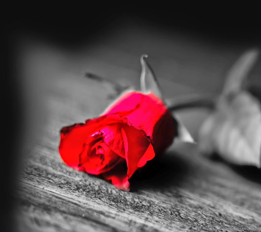 WALLPAPERS   Gothic, Skulls, Death, Fantasy, Erotic And Animals ...