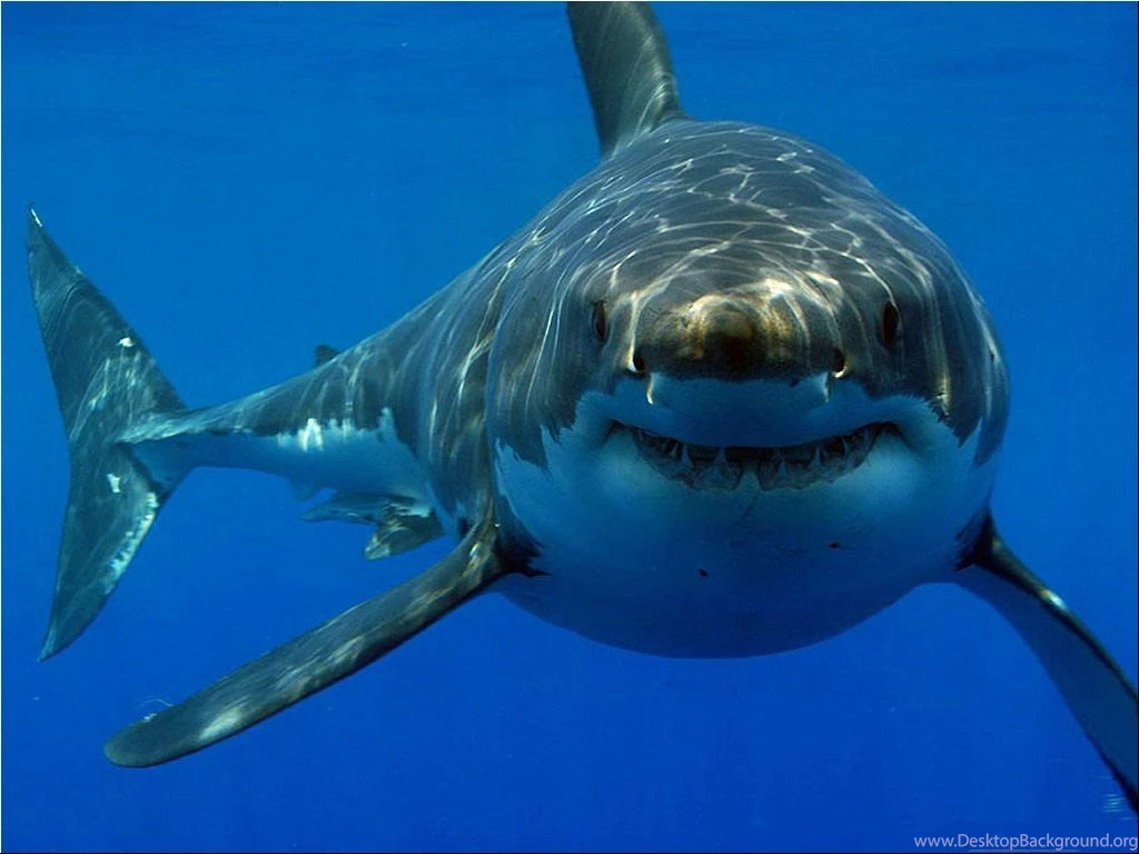 Pics, Facts, Funny Stuff About Animals & Nature Great White Shark ...