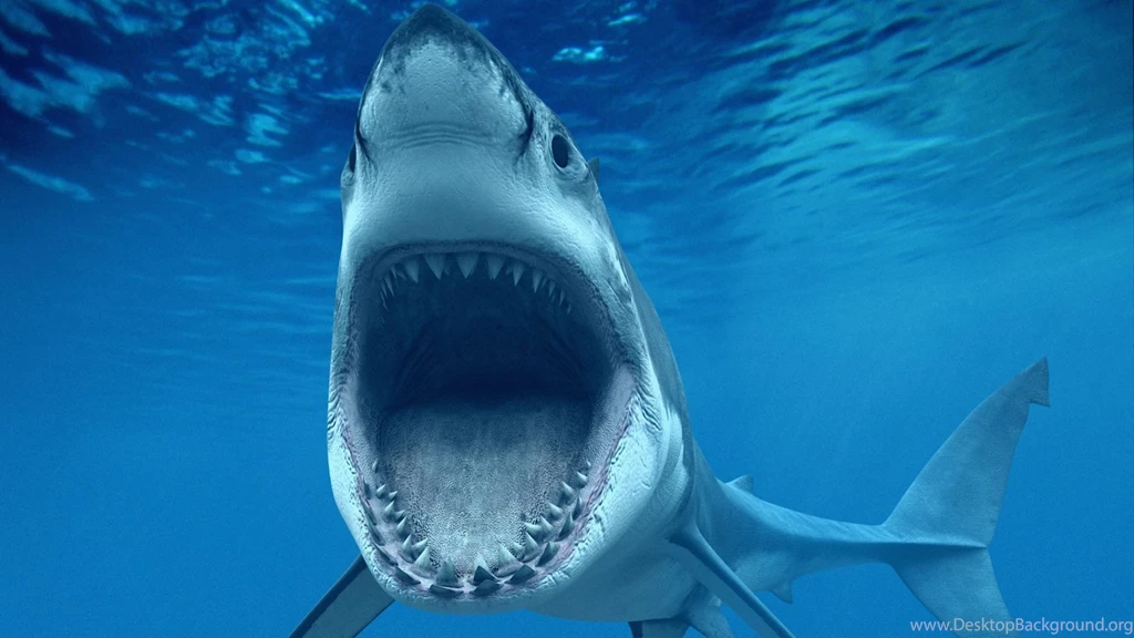Great White Shark Wallpaper Images With HD Wallpapers Kemecer.com