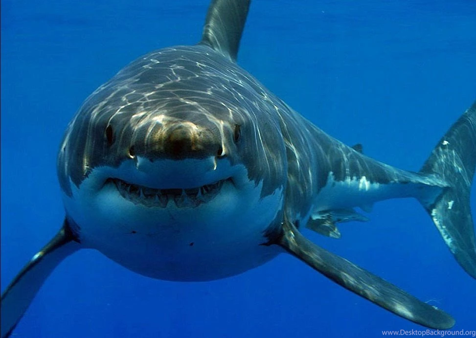 Picture Of Great White Shark On Animal Picture Society
