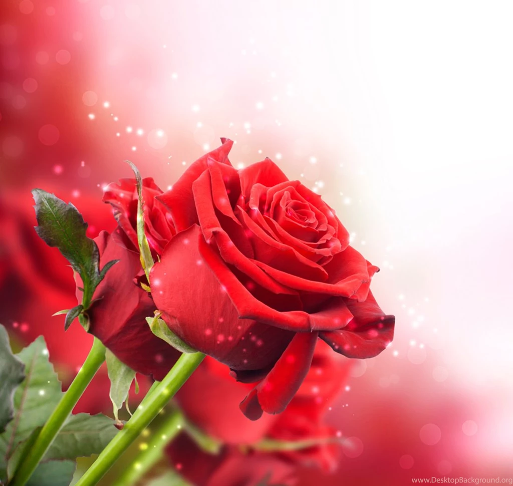 Red_Roses_Pretty_Background.jpg?m=1399676400
