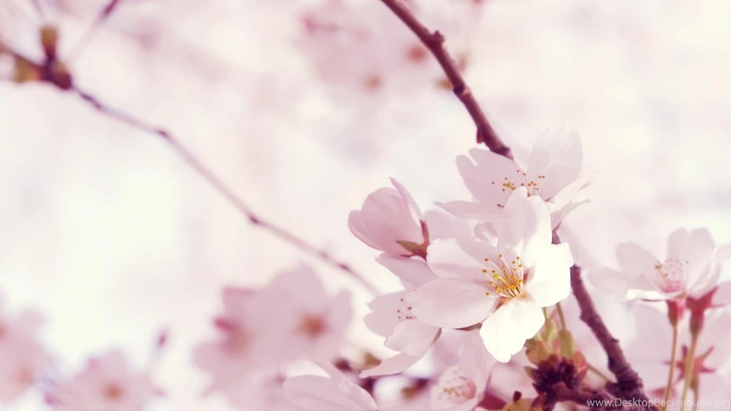 Pretty Pink Backgrounds