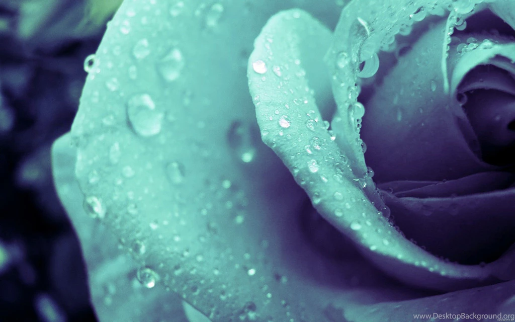 Beautiful Flower Wallpapers 1454606