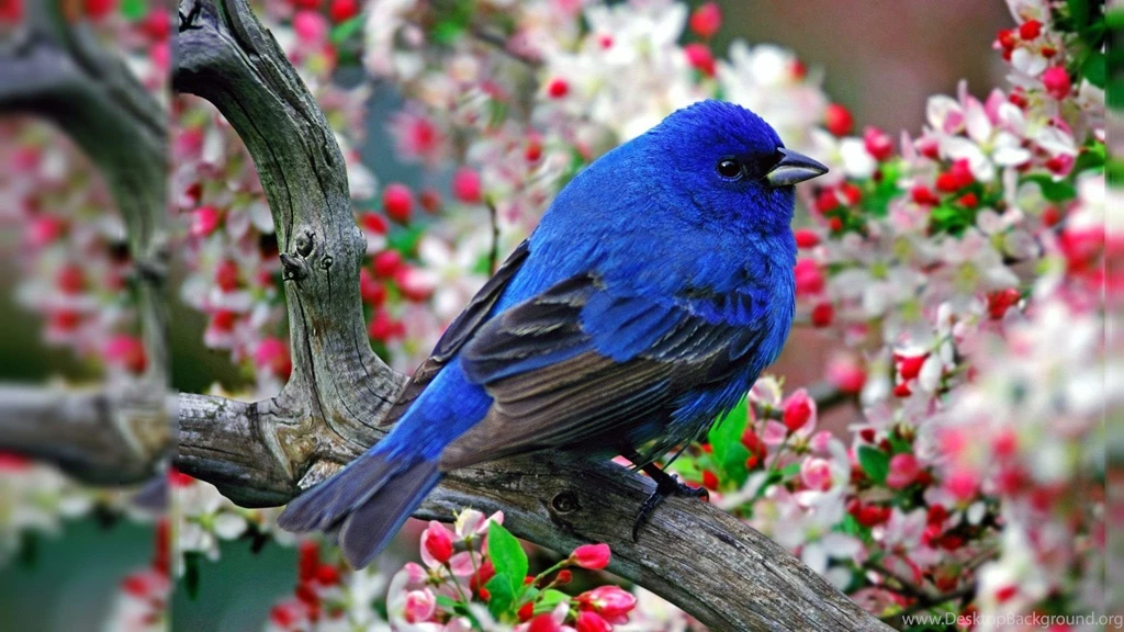 Birds Desktop Wallpapers   Wallpapers Cave