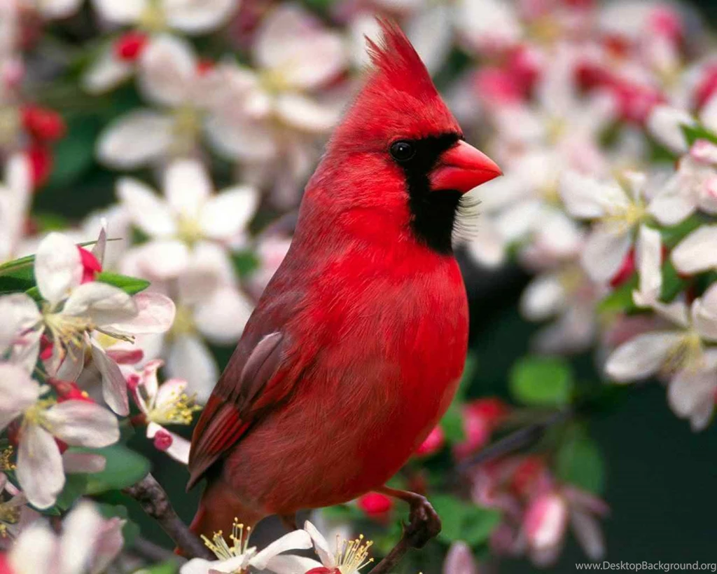 Beautiful Birds HD Wallpapers   HD Wallpapers POP