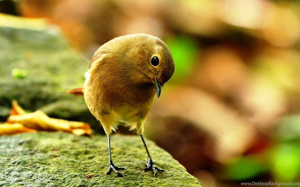 Bird Desktop Wallpapers Cute Bird Photos Of Bird Desktop Wallpapers ...