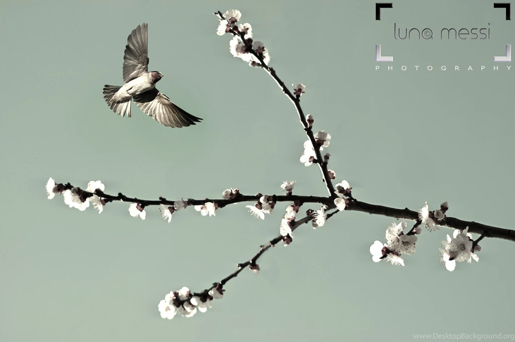 Birds: Luna Messi Photography March Digital Artist Photos Nature ...