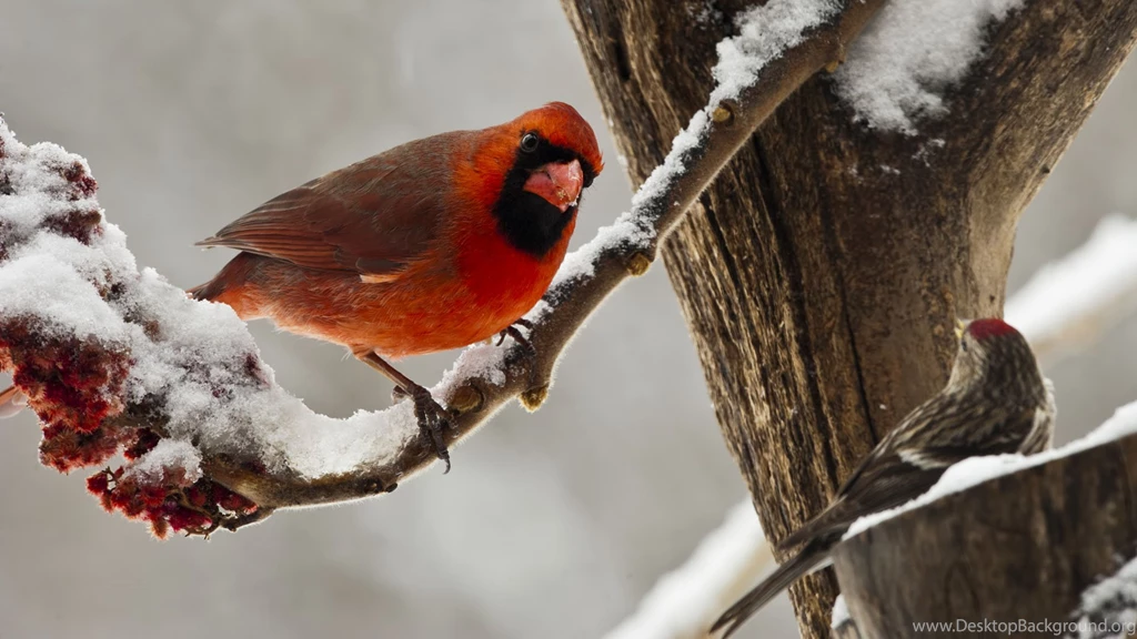 Winter Birds Desktop Wallpapers   HD Wallpaper Backgrounds Of ...